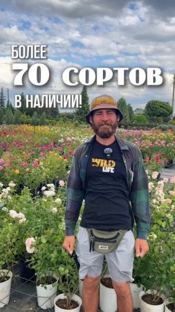 Рай для любителей роз в питомнике ЁЛЫ-ПАЛЫ