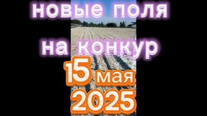 Сабантуй в Елабуге