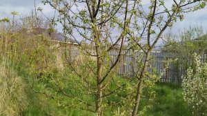 Плодовые деревья без хлопот и денег - дикорастущие. Как быстро они начинают плодоносить