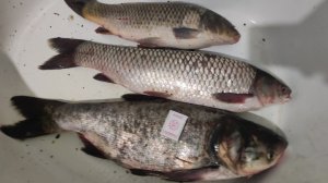 4.05.2025                     с 1.06 по 2.06.2025г.суточная рыбалка🎣