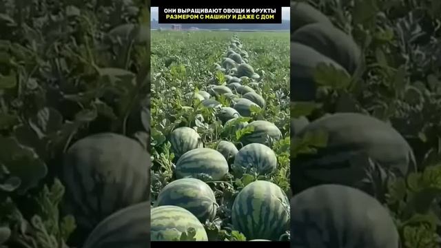 Ведь могут когда захотят...