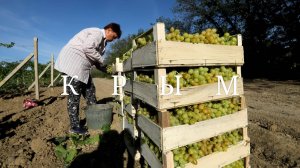 Крым. Сбор урожая винограда в Крыму #топыкатегории