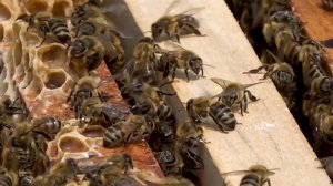 С наступлением тепла в Хабаровске и Владивостоке началось нашествие пчел