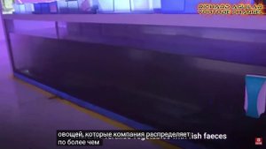 Китайский вариант тепличного хозяйство с взаимодействие новейших технологий выращивания.