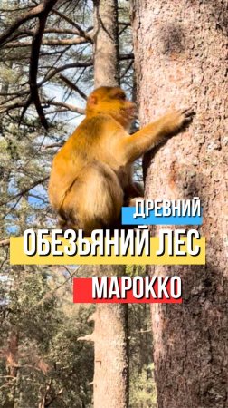 Как покормить диких обезьян в Марокко?
