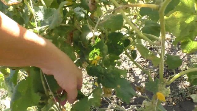 Семена помидор заготовила арбузов. Размышляю о дальн?