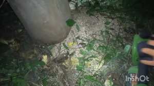 ProCraft PKA20 спустя год