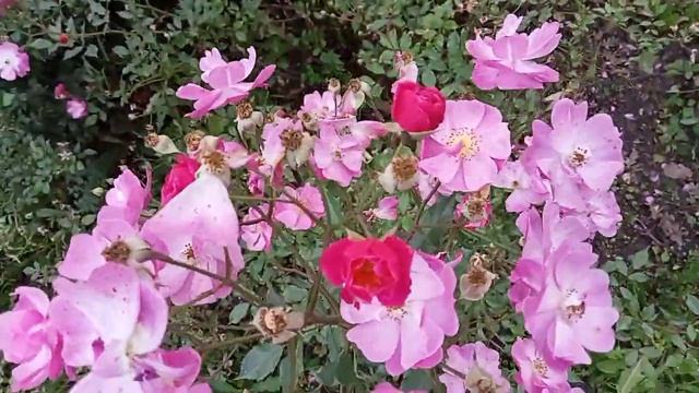 Алые ,яркие розы смотреть онлайн