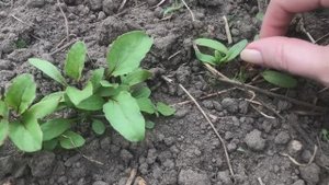 ПРОРЕЖИВАЕМ ВМЕСТЕ ТО, ЧТО ВЗОШЛО 03.06.2025