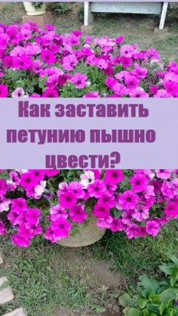 Что нужно сделать, чтобы ПЕТУНИЯ ПЫШНО ЦВЕЛА?