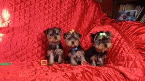 Йоркширские терьеры