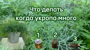 Что делать когда укропа много. Первый урожай зелени.