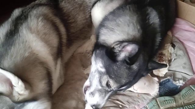 Студия "ХасьЮльКиноПродакшен" представляет: "Возвращение сестёр…" смотреть онлайн