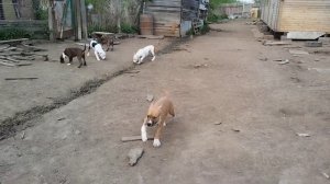 Амстаффы Стайл Смайл