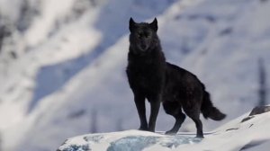 Бек и Балто :3