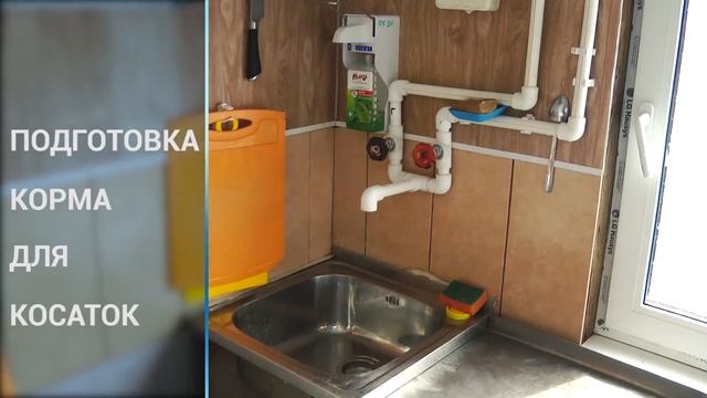 Консилиум ученых для оценки условий содержания косат? смотреть онлайн