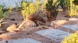 Как я встретил ёжика! Видео для детей.