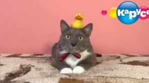 Карусель: котинет 3 серия: котики в школе игра