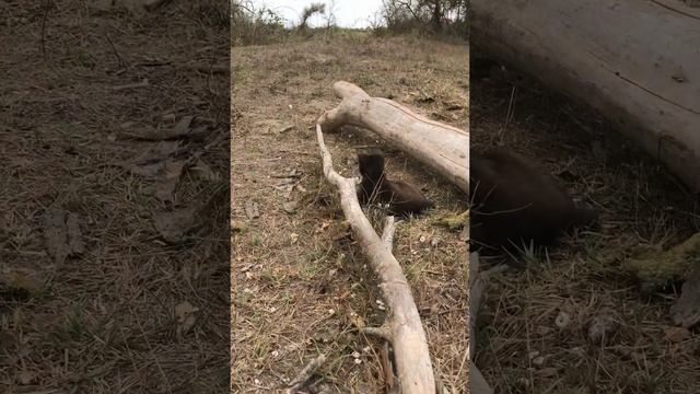 🍀Пилим дрова на зиму. Мой новый друг Черныш. 11 сентябр смотреть онлайн