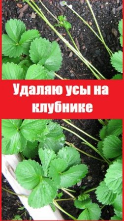 Пора удалять усы на клубнике, чтобы не остаться без ягод!