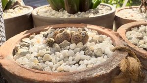 Конофитумы/ Conophytum. Очень много информации. Условия. Ух?