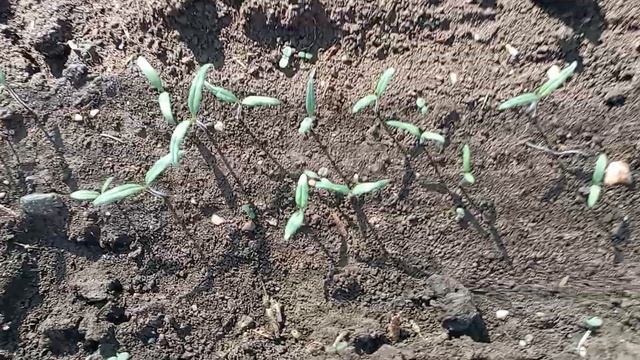 Обзор в теплице, и немного про огород, 27 апреля#теплица смотреть онлайн