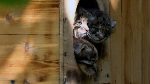 Манул Снежинка показала котят