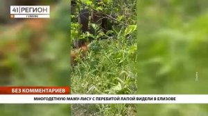 МНОГОДЕТНУЮ МАМУ-ЛИСУ С ПЕРЕБИТОЙ ЛАПОЙ ВИДЕЛИ В ЕЛИЗОВЕ • БЕЗ КОММЕНТАРИЕВ