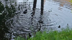 Птенцы гоголя ныряют