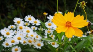 КРАСИВАЯ МОТИВИРУЮЩАЯ МУЗЫКА ДЛЯ ВОССТАНОВЛЕНИЯ НЕРВНОЙ СИСТЕМЫ 🎵 ФОРТЕПИАННАЯ МУЗЫКА ДЛЯ ДУШИ