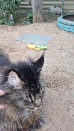 первая встреча с котом сева #zoo #котофейка #животные #видосыоткота #веселыекоты  #сева