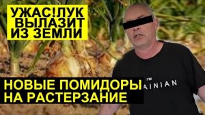 Обзоры СК- СЕМЬЯ СЫТНИК ЛУК ВЫЛАЗИТ ИЗ ЗЕМЛИ.  АНДРЕЙ КУПИЛ НОВЫЕ ПОМИДОРЫ