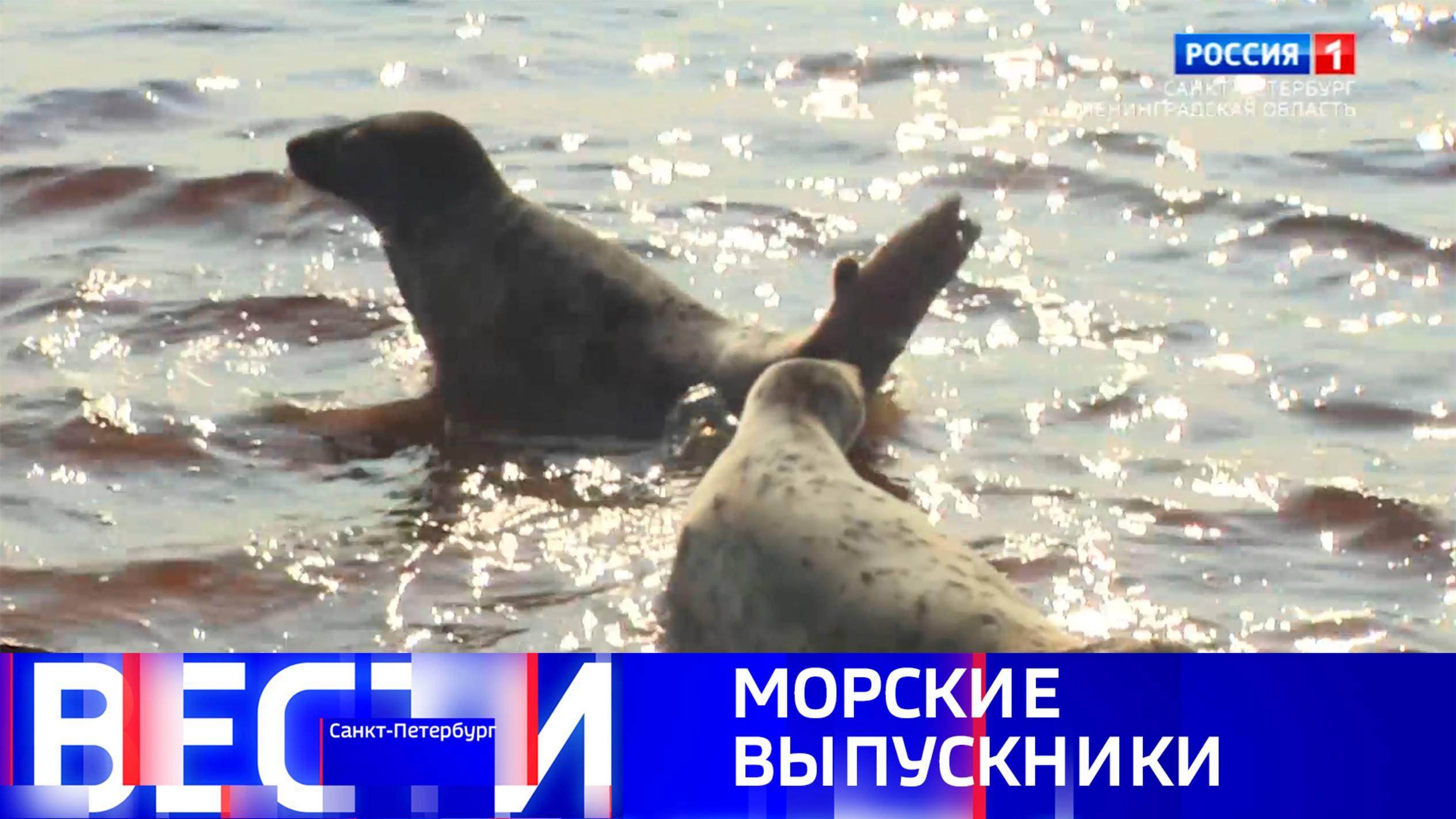Вести Санкт-Петербург. Выпуск 21.10 от 04.06.2025