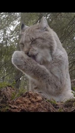 Рысь.Lynx. #wildlife #shots