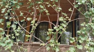 Мичуринский гибрид Амурского винограда сорта 'Северный Чёрный' в нашем саду в мае 2025