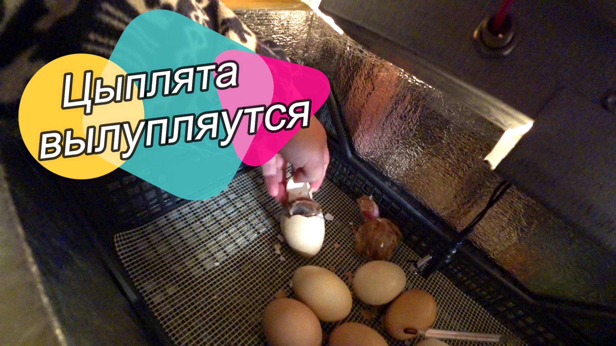 Выживание на линии фронта 11 серия. Новая жизнь. Хроники Рыбиных. Курахово.