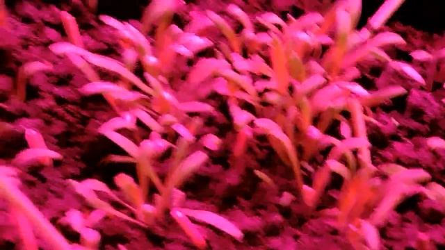 Подарки для внучки Алисы на День рождения и видео - поз смотреть онлайн