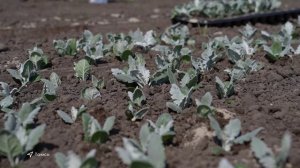 Выпуск новостей 04.06.2025