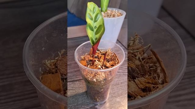 Воскрешение калатеи Лансифолии
