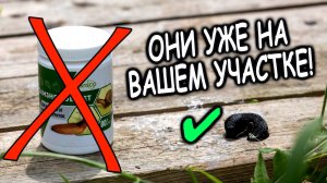 Слизни на участке? Это средство уничтожит их за 24 часа!