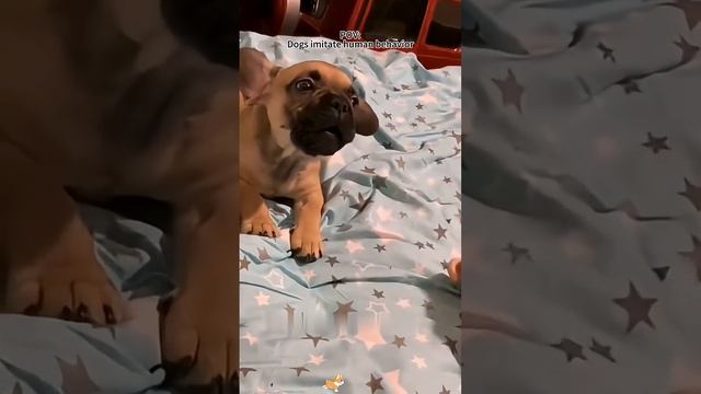 Dogs imitate human behavior😂