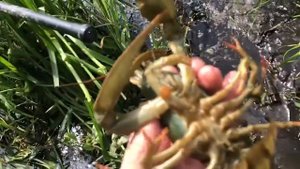 Нашествие речных омаров.