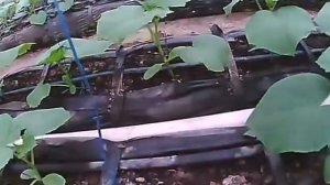 огурец ленара неделя после высадки рассады