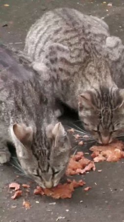 Бездомные кошки кушают