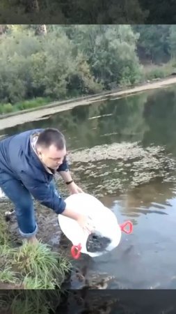 Зарыбил карпом и амуром дикое лесное озеро, красавчик 👍!