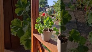 пеларгония «ЮВ Византия»🌿 | 25 августа 2024г. | #цветы #ре?