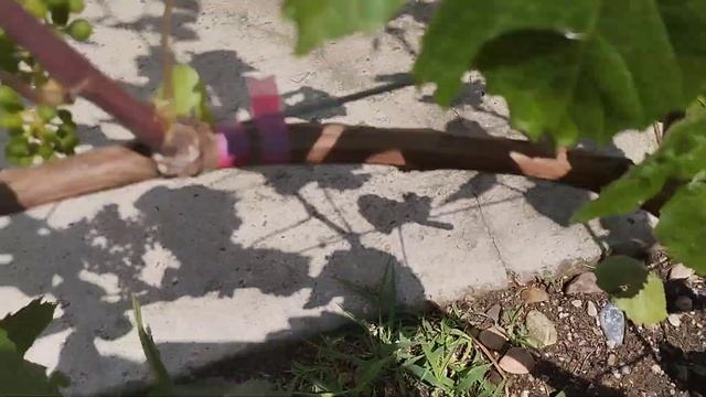 Молодой виноград смотреть онлайн