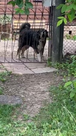 Собака ГАВ ГАВ🥰