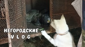 НУТРЯТА подрастают. Туман помогает на хозяйстве. 28.05.25