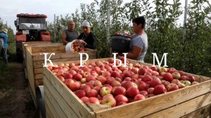Крым. Сбор урожая яблок в Крыму #топыкатегории